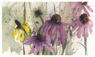 Jim&rsquo;s Purple Coneflowers