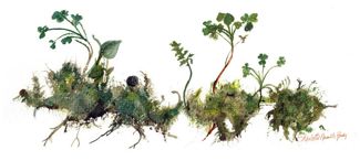 Moss with Clover