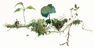 Moss with Violet Leaf