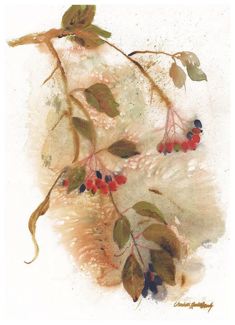 Nannyberries