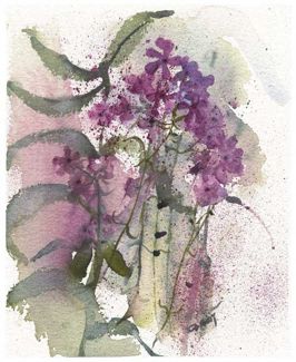 Sangamon Phlox