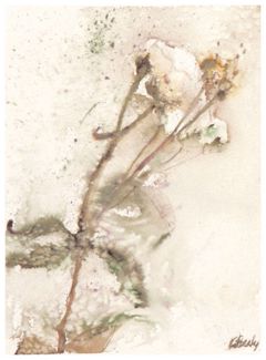 Single White Rose