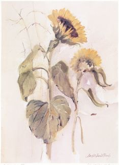 Sunflowers Botanical