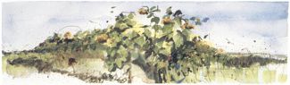 Suzanne&rsquo;s Sunflowers