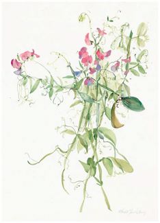 Sweet Pea Botanical