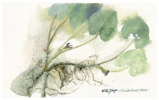 Wild Ginger