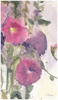Young Hollyhocks